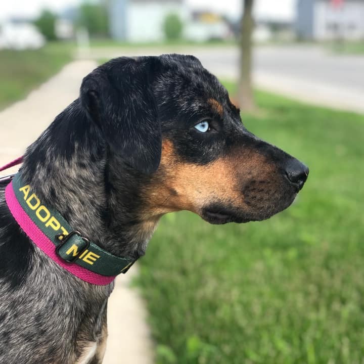 Mixed breed dog looking out into the distance with a closed mouth